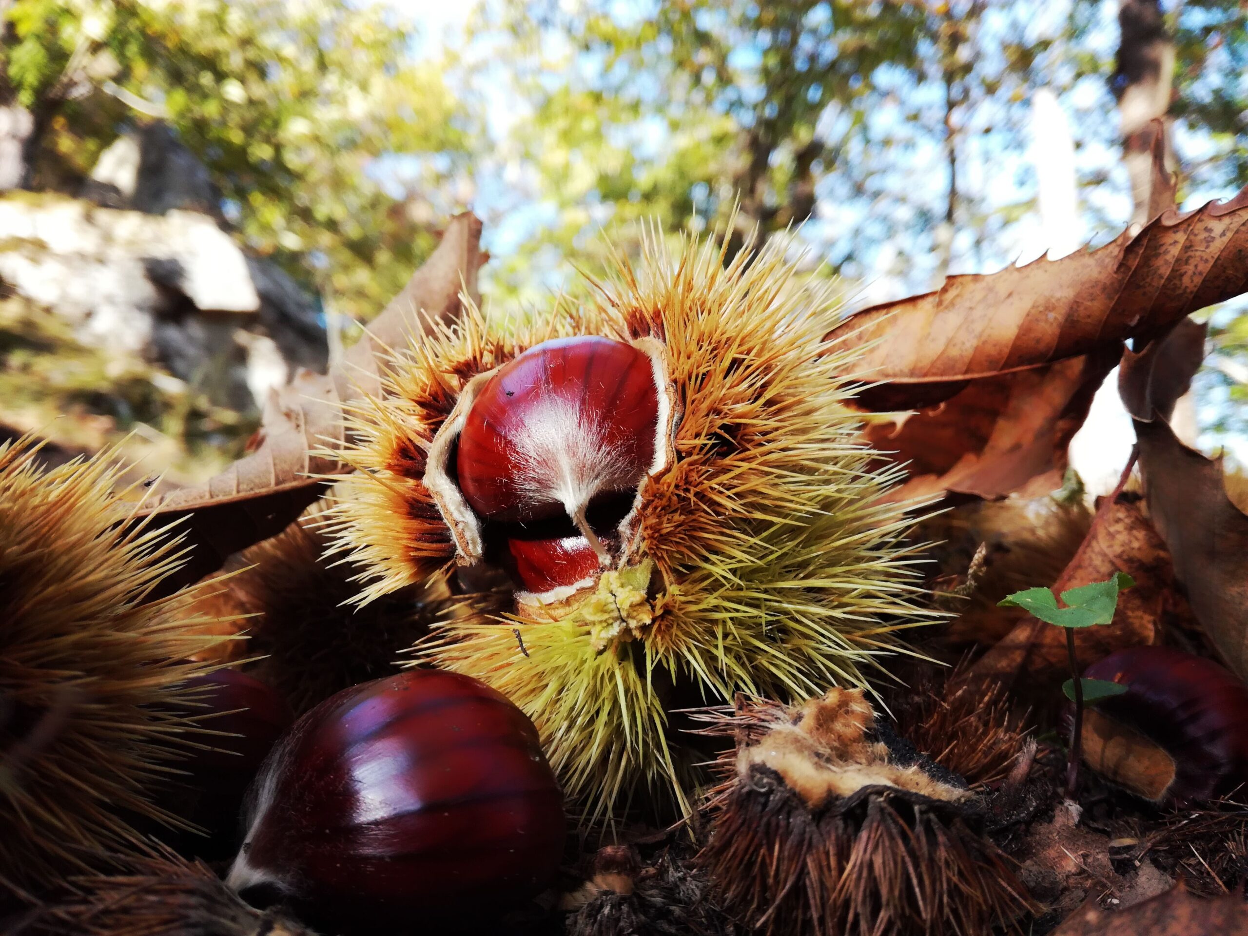 Torna la Sagra della CASTAGNA di ALFERO